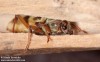 tesařík Herbstův (Brouci), Chlorophorus herbstii (Brahm, 1790), Clytini, Cerambycidae (Coleoptera)